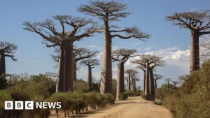 Adansonia digitata