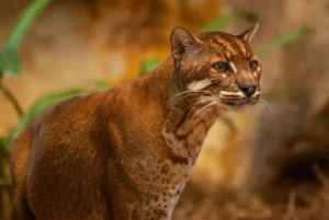 Asiatic Golden Cat