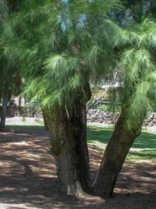 Casuarina (savukku) Tree