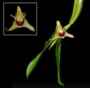 Coelogyne Tripurensis