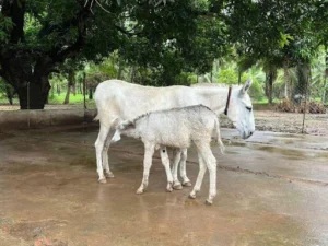 Halari Donkey