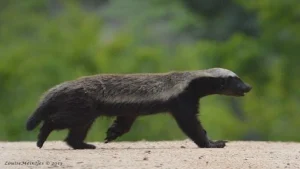 Honey Badger