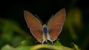 Hypolycaena nilgirica