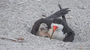 Indian Skimmer