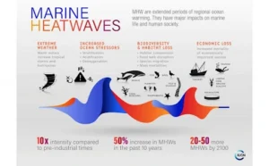 Marine Heat Waves