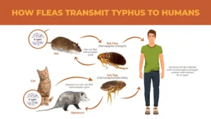 Murine Typhus