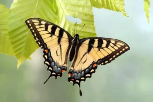 Swallowtail Butterflies