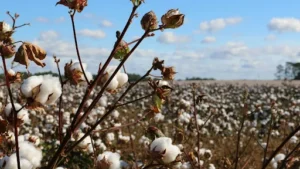 World Cotton Day