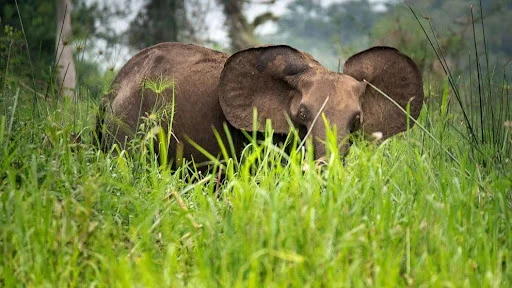 African Elephants