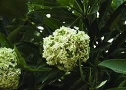 Alstonia scholaris