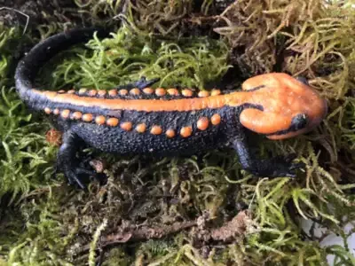 Cao Bang Crocodile Newt