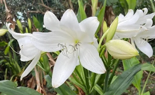 Crinum Andhricum