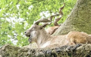 Markhor