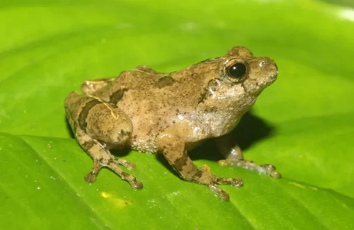 Raorchestes Asakgrensis