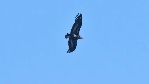 Red-Headed Vulture