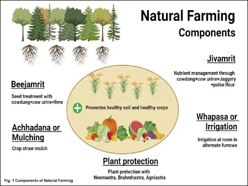 The Four Pillars of Natural Farming