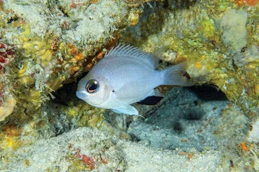 Damselfish