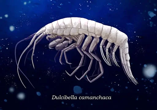 Dulcibella Camanchaca