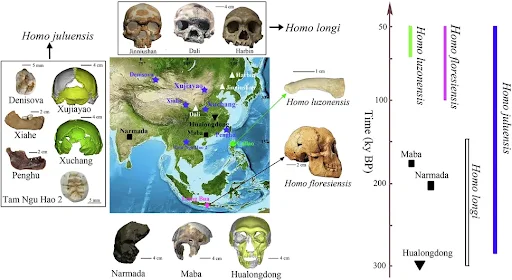 Homo Juluensis