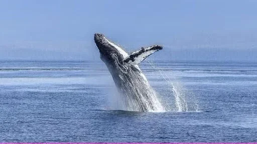 Humpback Whale