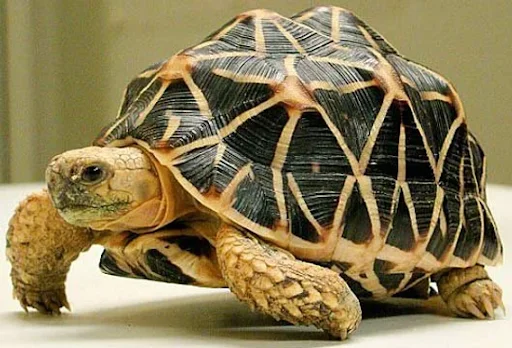 Indian Star Tortoise