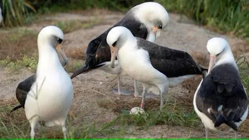 Laysan Albatross