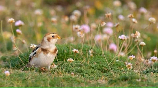 Little Bunting