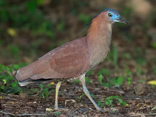 Malayan Night Heron