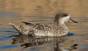 Marbled Duck