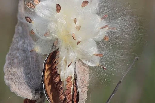 Milkweed Fiber