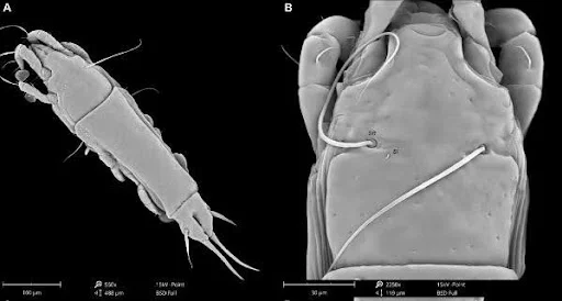 Trouessartia Thalassina and Proterothrix Sibillae