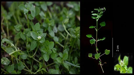 Stellaria bengalensis