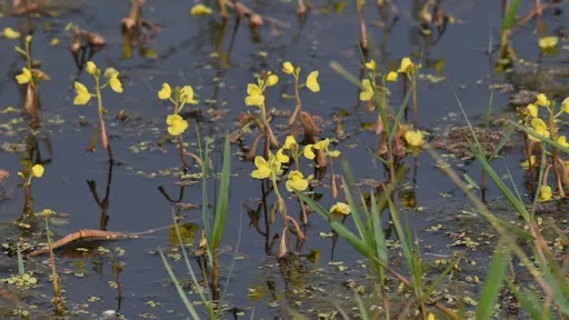 Utricularia